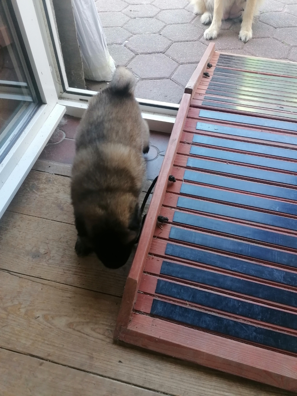 Boomer schnuppert schon mal frische Luft 