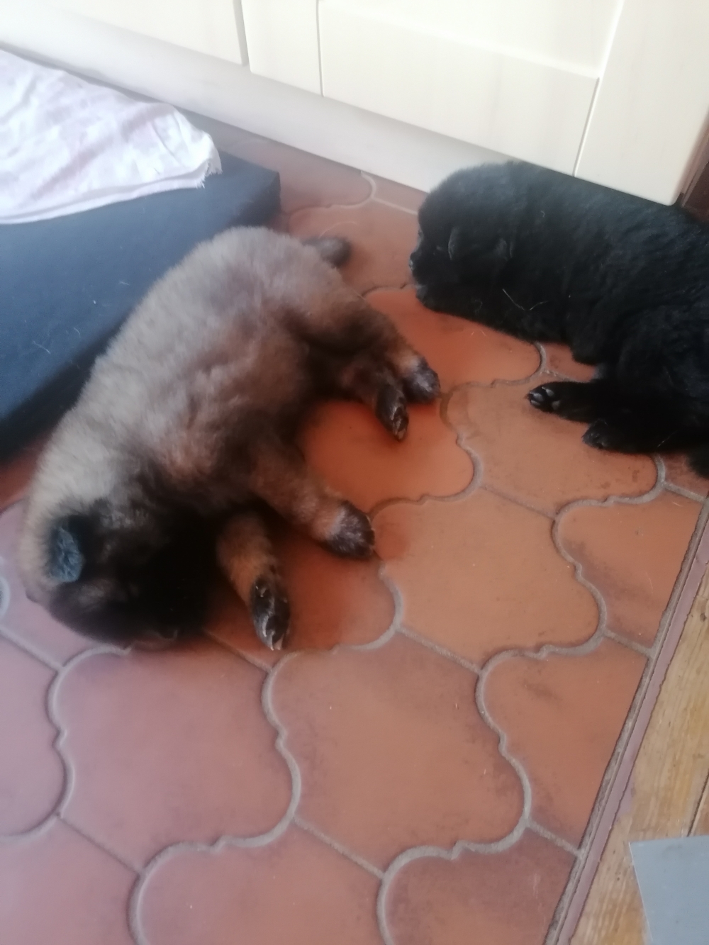 Ben und Bella 