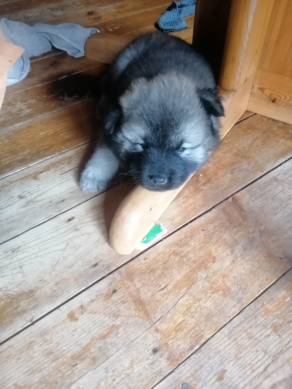 Basko