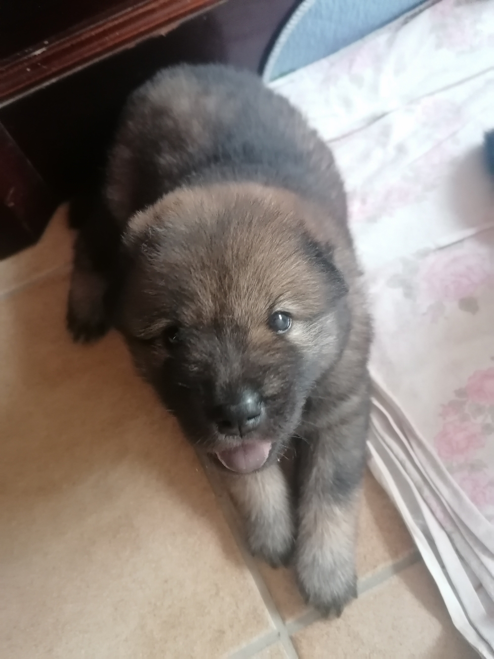 Bijou 💓 Geb. 06.08.2024 Verstorben 01.02.2024