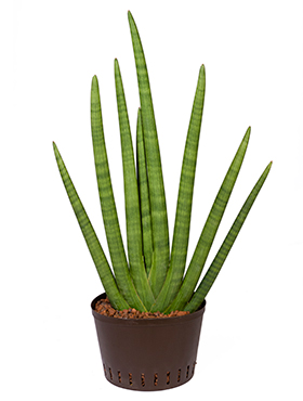 Sansevieria Sunshine