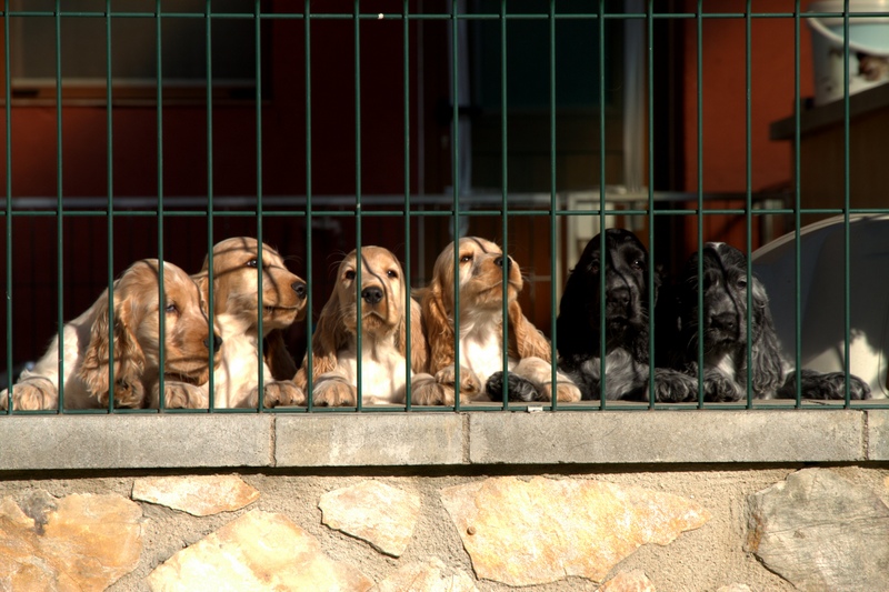 Camada " J " de Chocoblue - Cachorro Cocker Spaniel Inglés