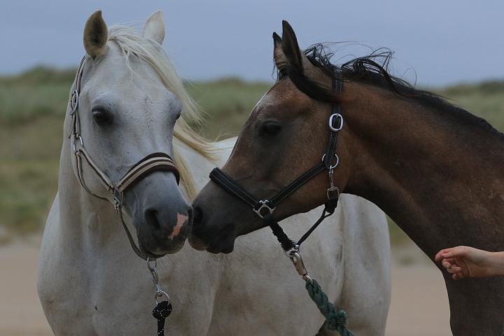 Kort leven Antarctica pomp Prachtige, handgemaakte showhalsters voor Arabier tot mini! - De website  van arabianhorsestore!