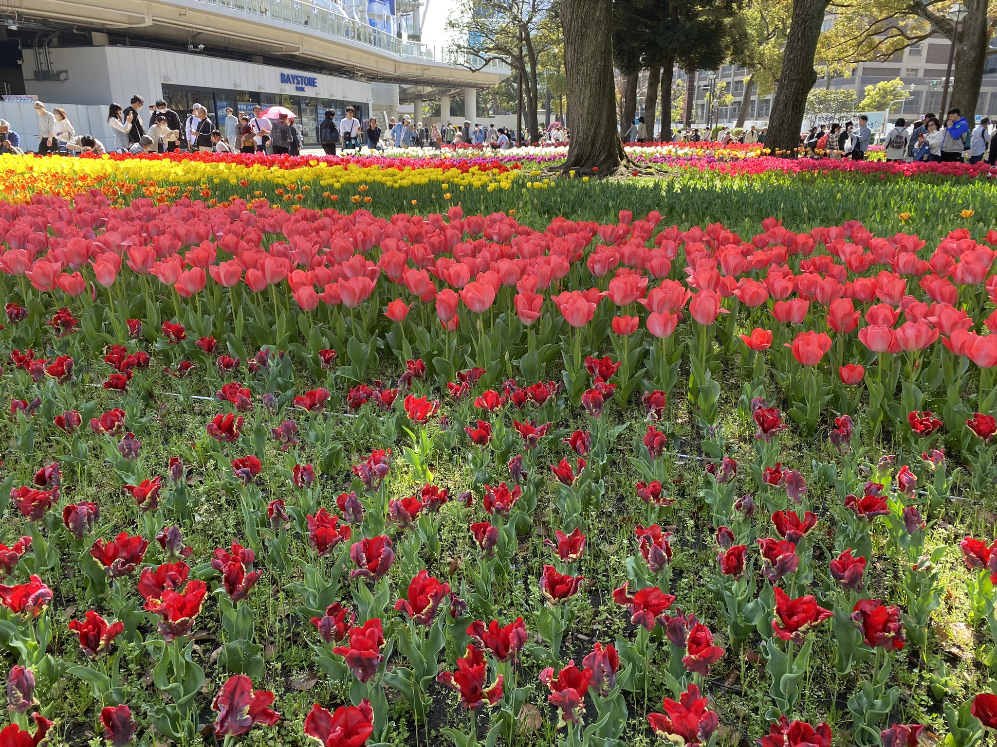 横浜公園のチューリップ祭:2024年4月 