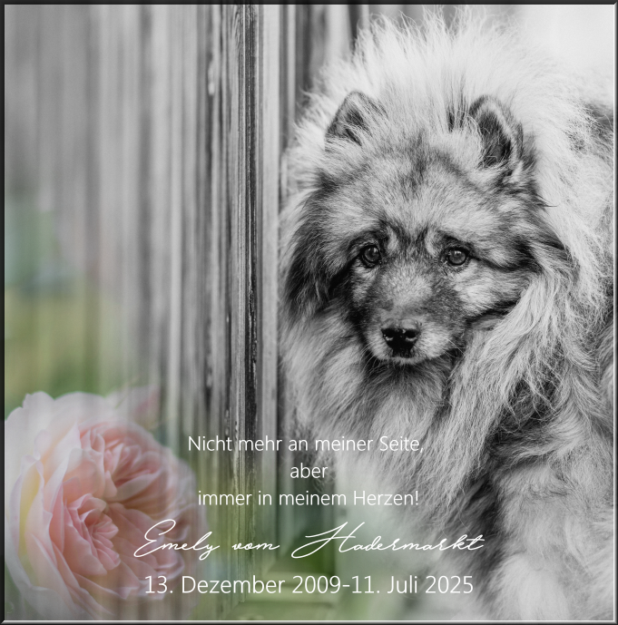 http://www.wolfsspitz-emelyvomhadermarkt.at, Emely vom Hadermarkt,