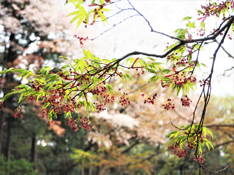 モミジの花