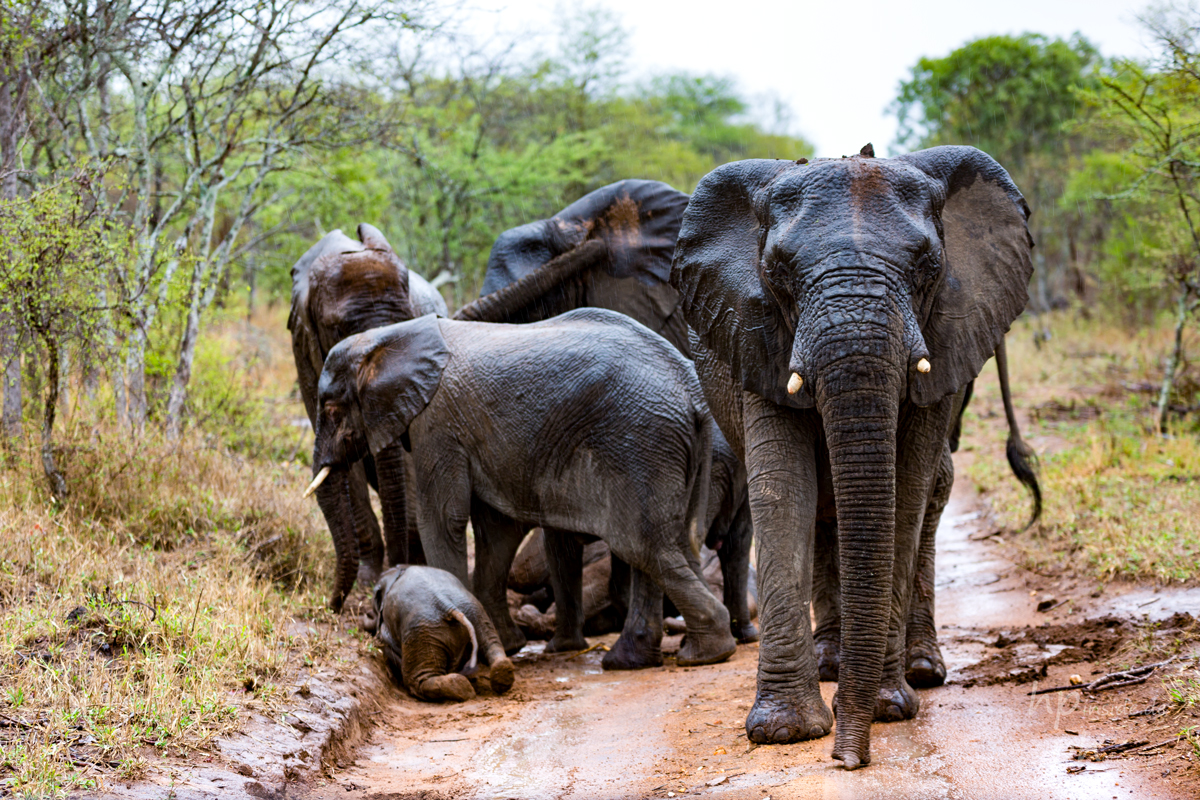 Afrikanischer Elefant (Savannenelefant), Südafrika