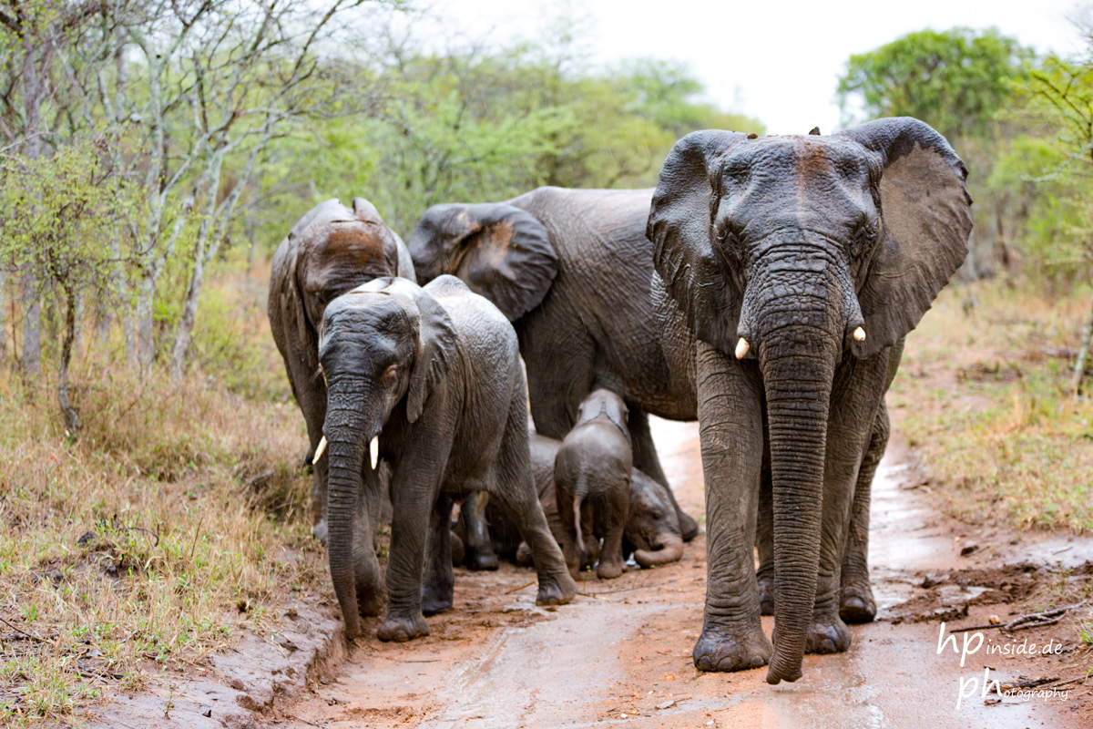 Afrikanischer Elefant (Savannenelefant), Südafrika