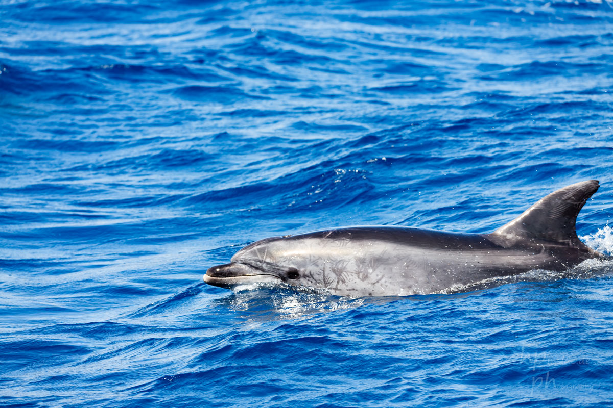 Whalewatching