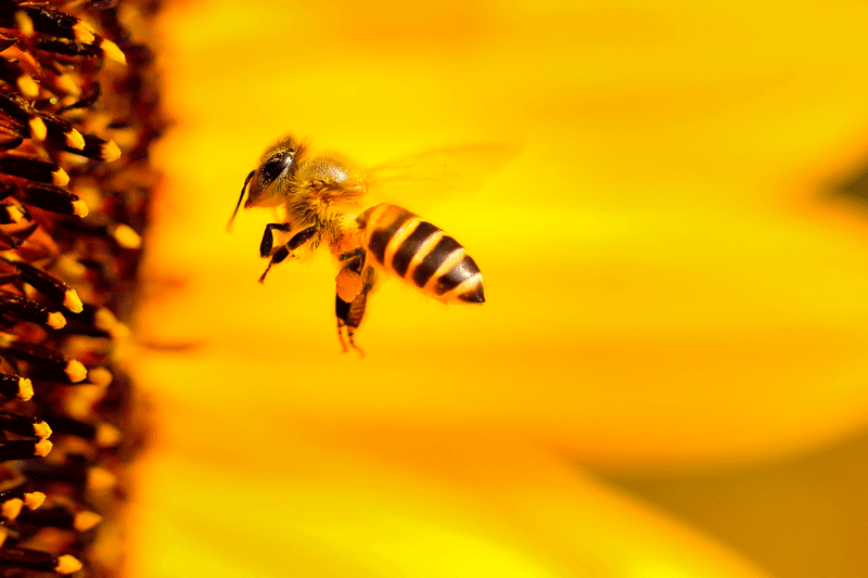 Weltbienentag