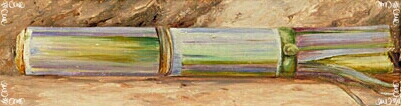 sugar cane by Marianne North