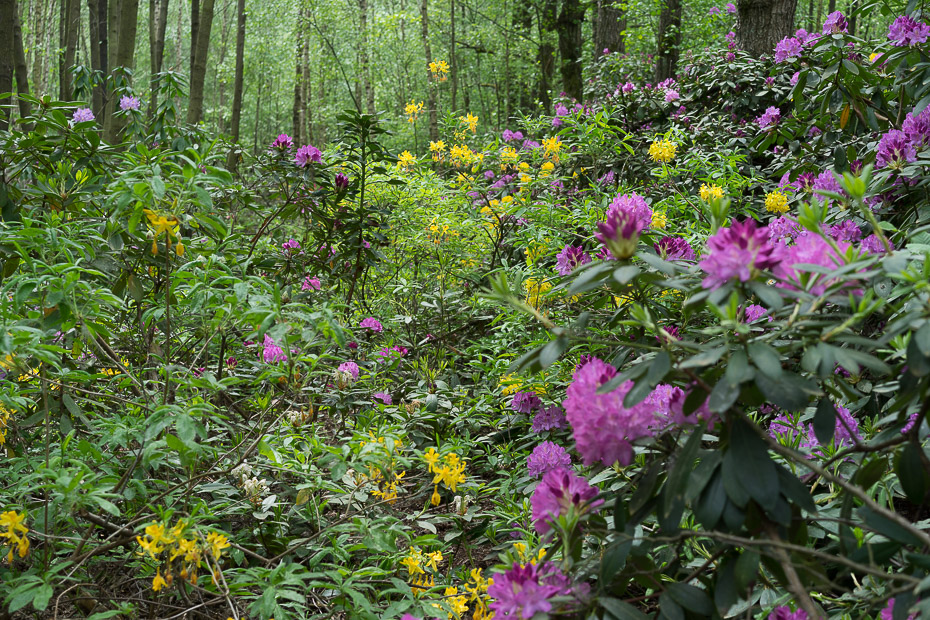 Rhododendron-Hybride im Venner Moor bei Senden