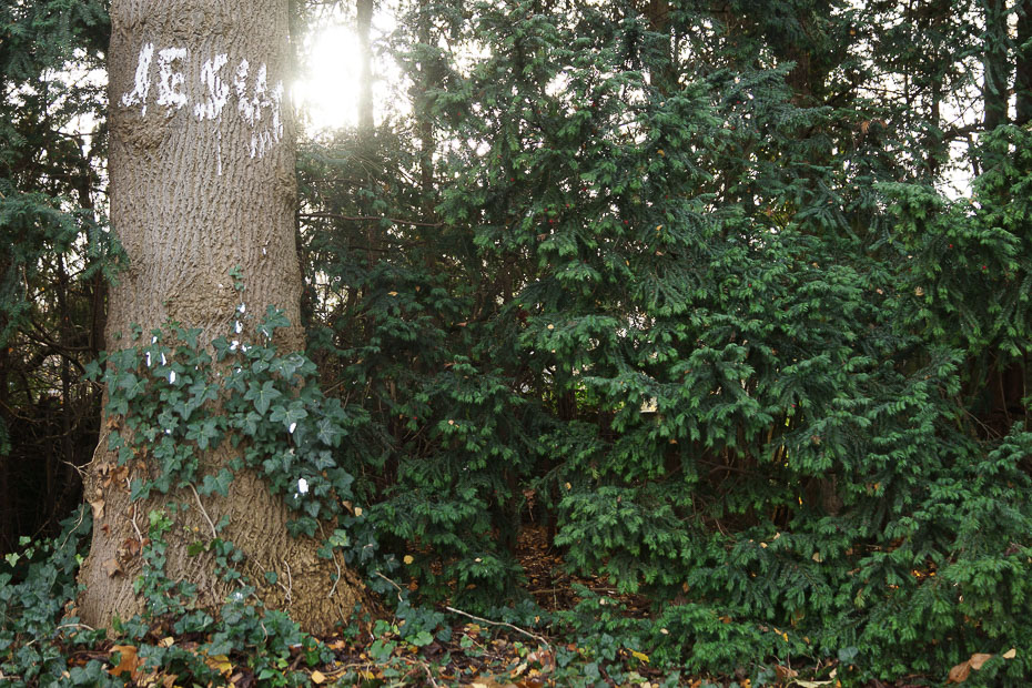 Jesus-Graffiti an einem Baum in der Nähe des Paulinums in Münster