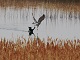 1月6日（月）南港野鳥園