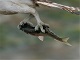 3月28日（日）南港野鳥園