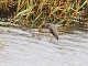 8月17日（火）南港野鳥園