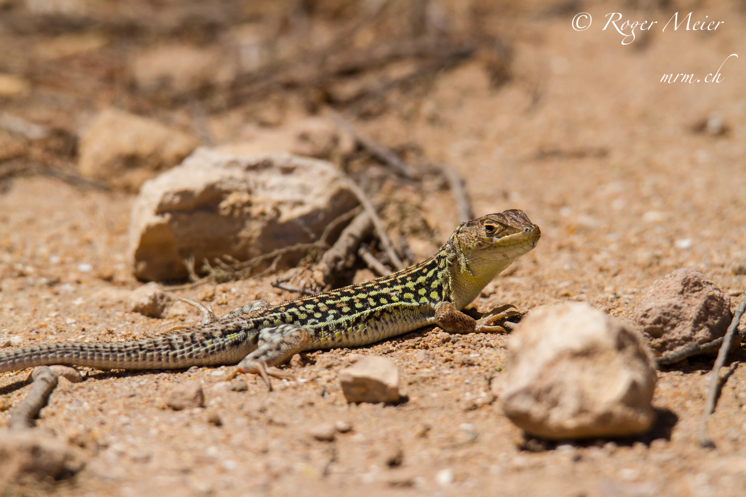 Marokko, 19. April - 29. April 2019 - Feldherpetologie