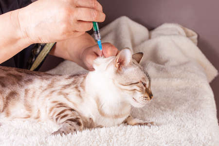 Soins à domicile - soins animaux - sérénipattes - manage