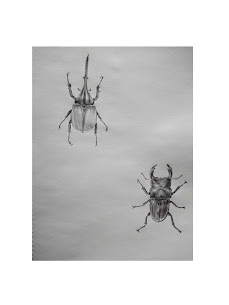 クワガタとカブトムシ