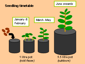 Scheme for transplanting apple seedlings during first year of growth