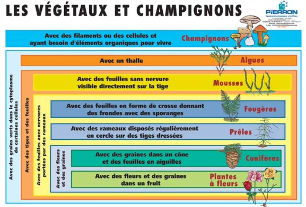 Comment Faire Un Schéma Sur La Classification Sciences Cmi Chapitre 4 : La classification scientifique des espèces - Site de svtpmc !