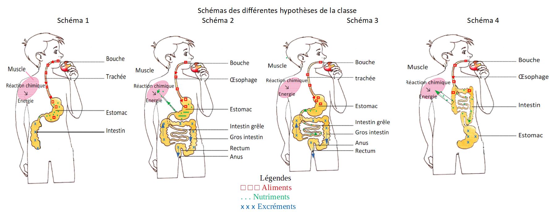 Devoir Svt : La Digestion Des Aliments Correction Chapitre 4 : La digestion des aliments - Site de svtpmc !