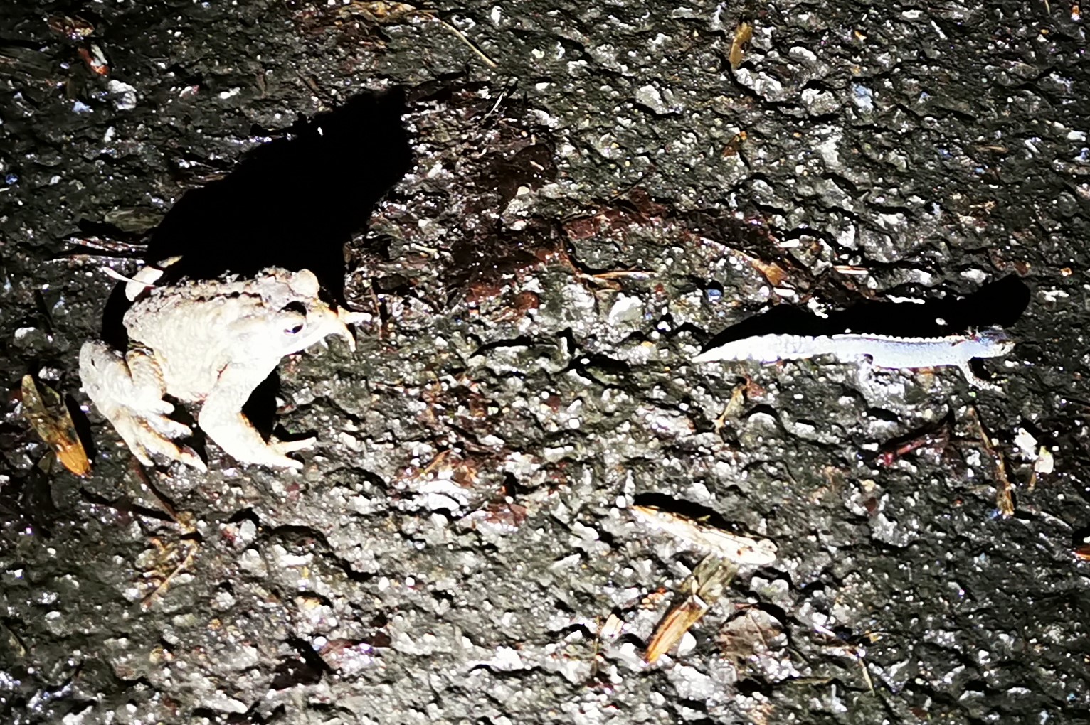 Erdkröte und Bergmolch auf Straße ohne Amphibienzaun - besonders gefährdet  | Foto: NABU | P. W-H.