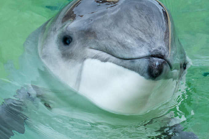 Die geschützten Schweinswale sind die einzige in der Ostsee heimische Walart. 