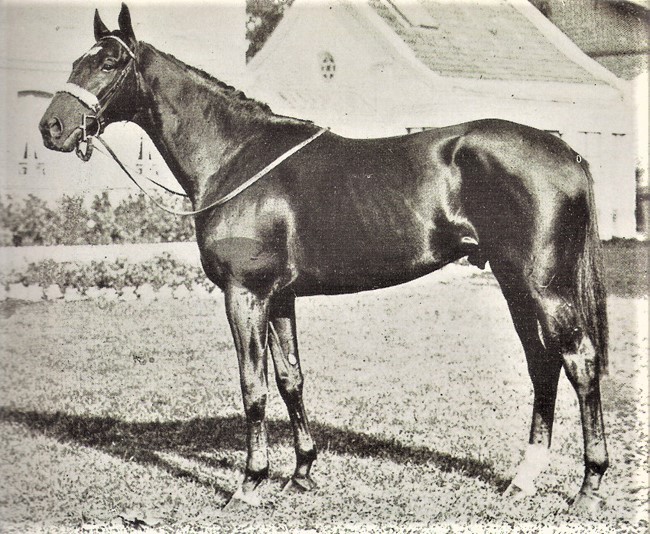 Nuccio, propriété du prince Aga Khan par Alec, gagne en 1952 le Prix de l'Arc de Triomphe et la Coronation Cup à Epsom