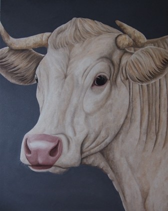 Charolais, 100 x 80 cm