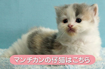 マンチカン仔猫販売　シャーロットホームズ