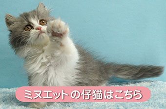 ミヌエット仔猫販売　シャーロットホームズ