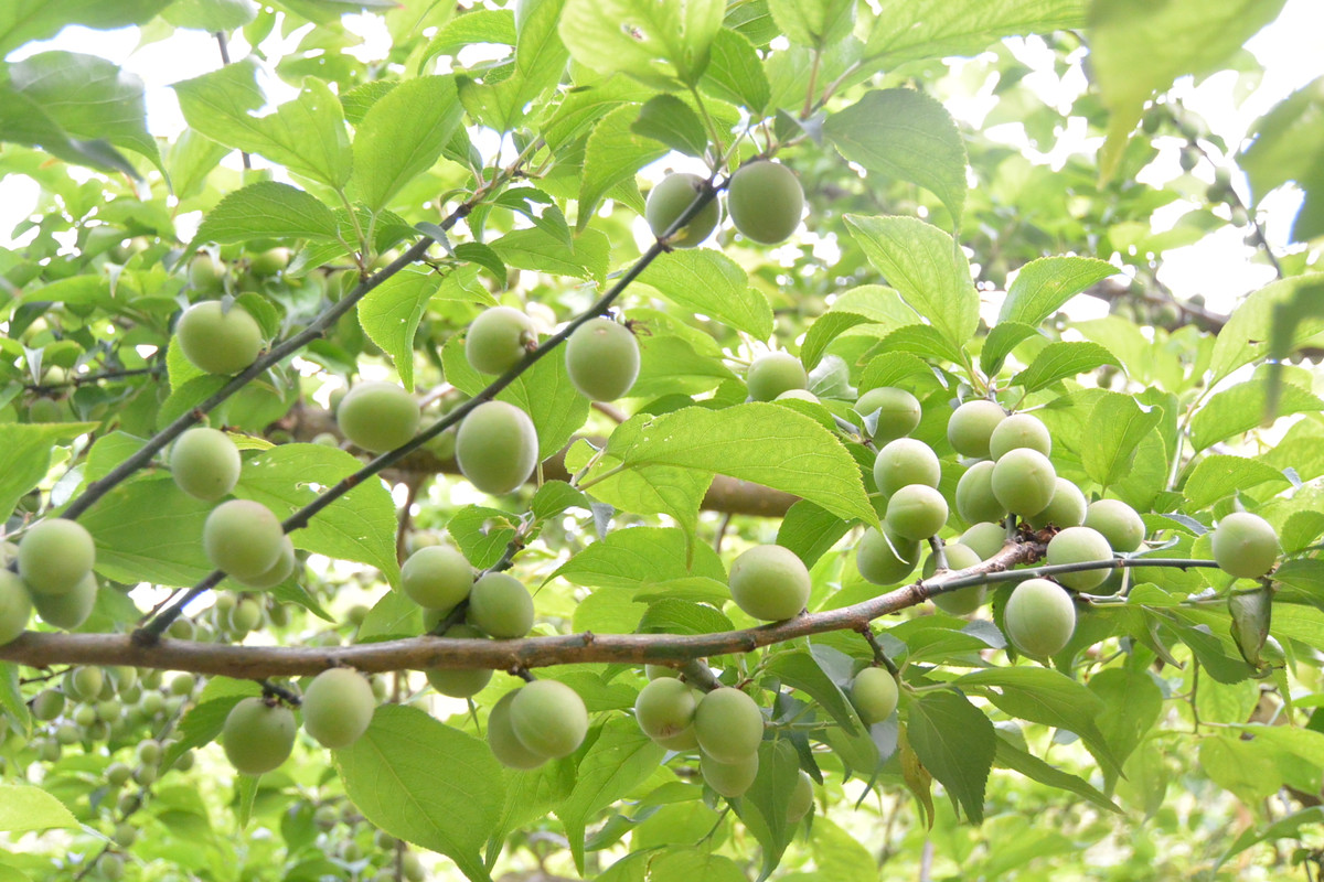 愛媛県砥部町七折 小笠原梅園 - 小笠原梅園
