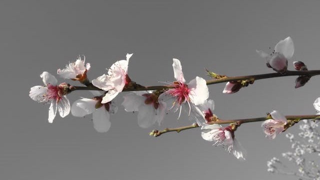 「Spring Is Here」の最初のコード【ジャズのコード理論】