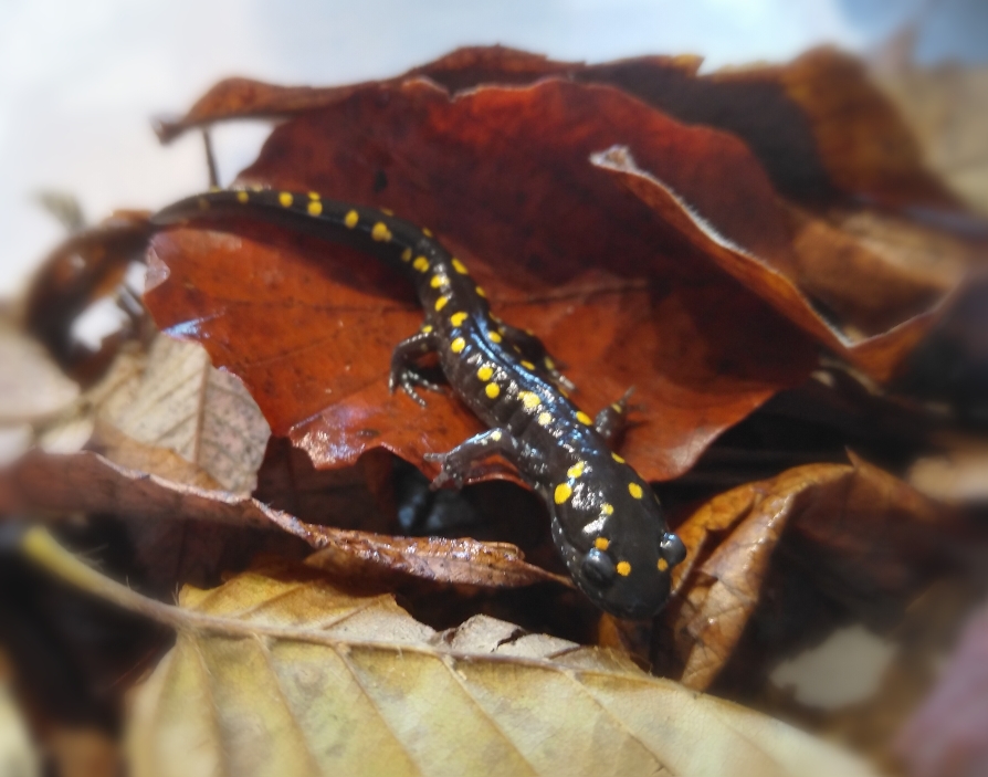 FleckenQuerzahnmolch elbmolches Webseite!