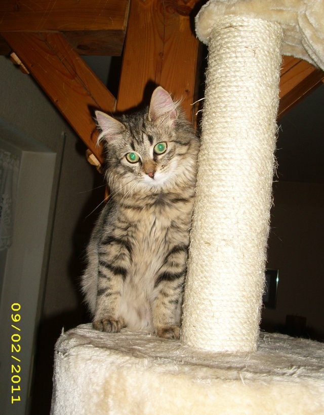 Kitty