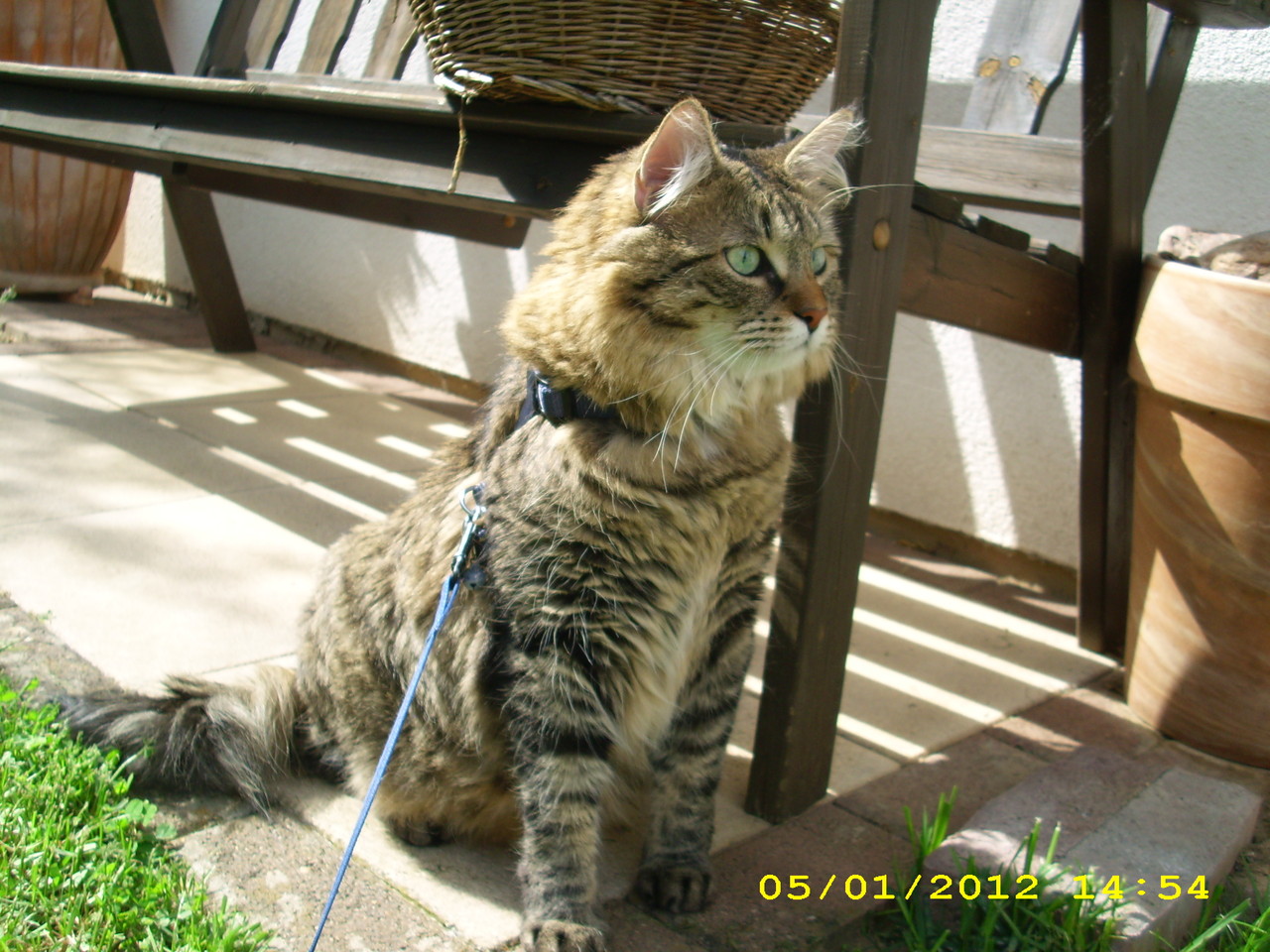 Sunny