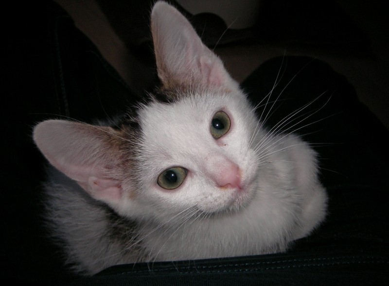 Baby Pünktchen