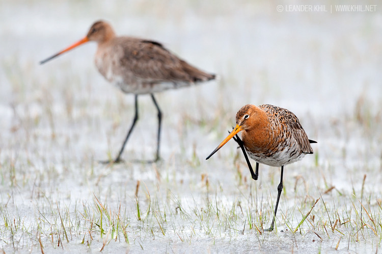 Black-tailed Godwit / Uferschnepfe