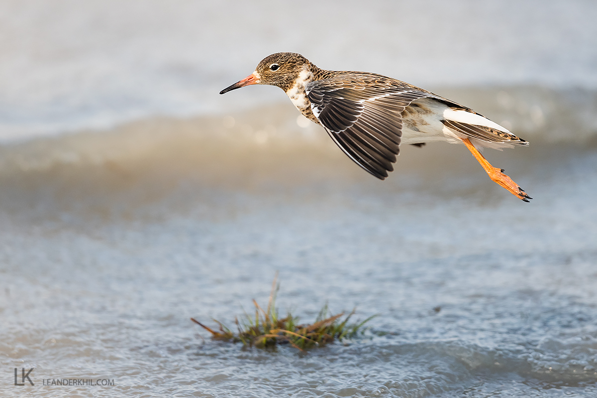 Ruff / Kampfläufer