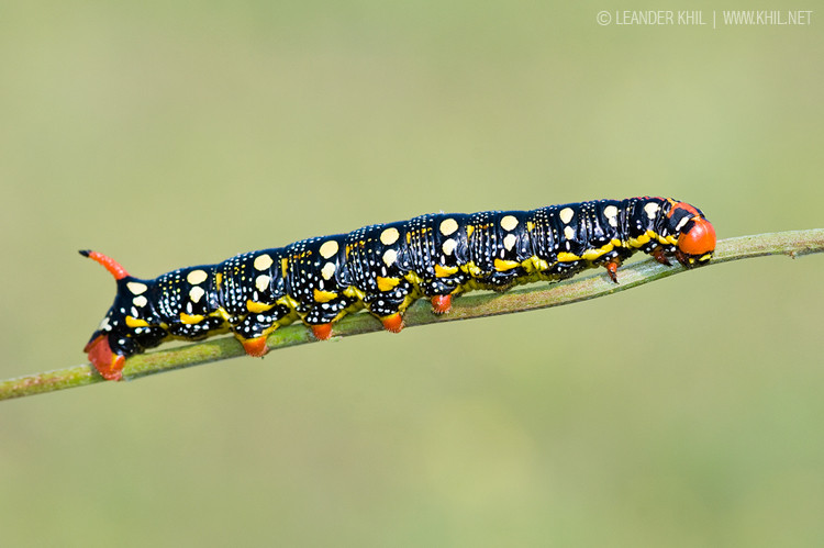 Caterpillar of Spurge Hawk-moth / Wolfsmilchschwärmer