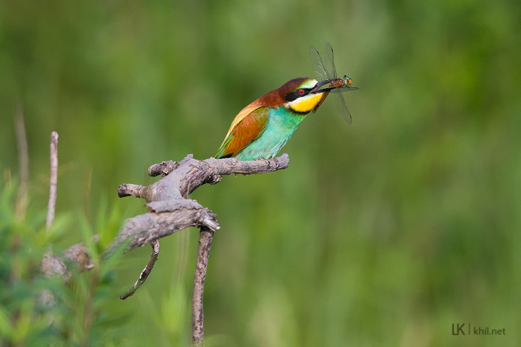 Bee-eater / Bienenfresser