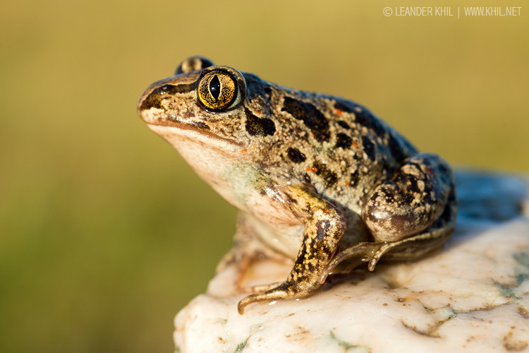 Spadefoot toad / Knoblauchkröte