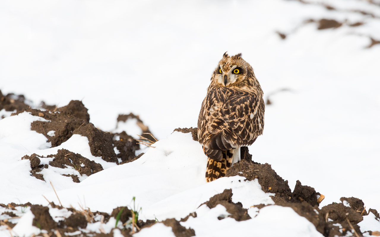 Short-eared Owl / Sumpfohreule