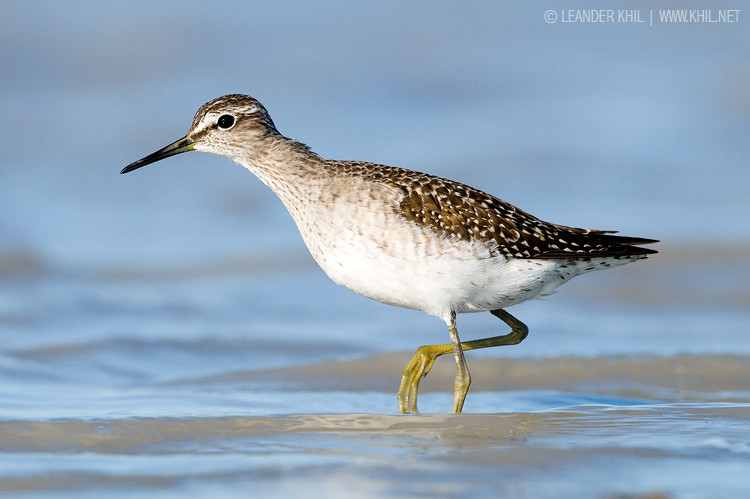 Wood Sandpiper / Bruchwasserläufer