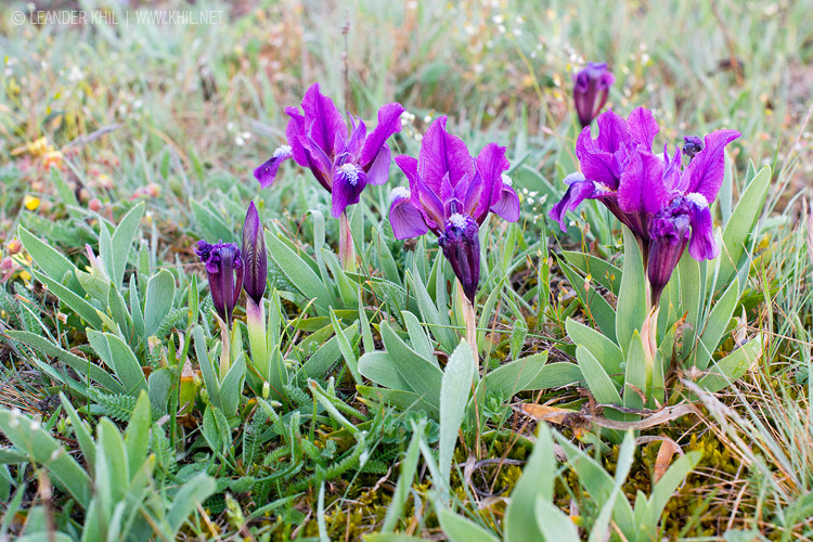 Iris pumila / Zwergschwertlilie at the western end of its distribution