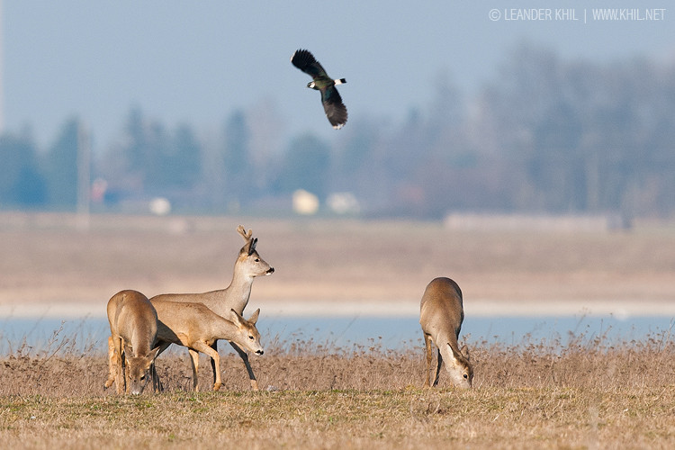 Roe Deer / Rehe with lapwing