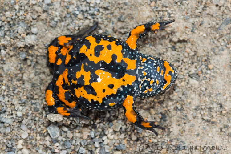 Fire-bellied Toad / Rotbauchunke