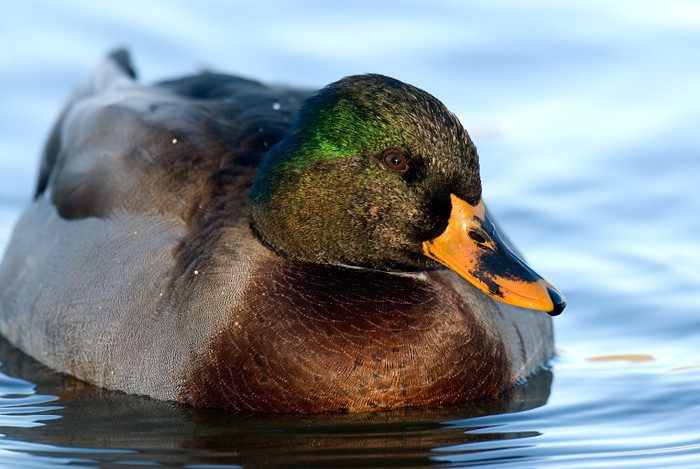 "intersex" mallard