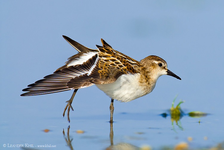 Little Stint / Zwergstrandläufer